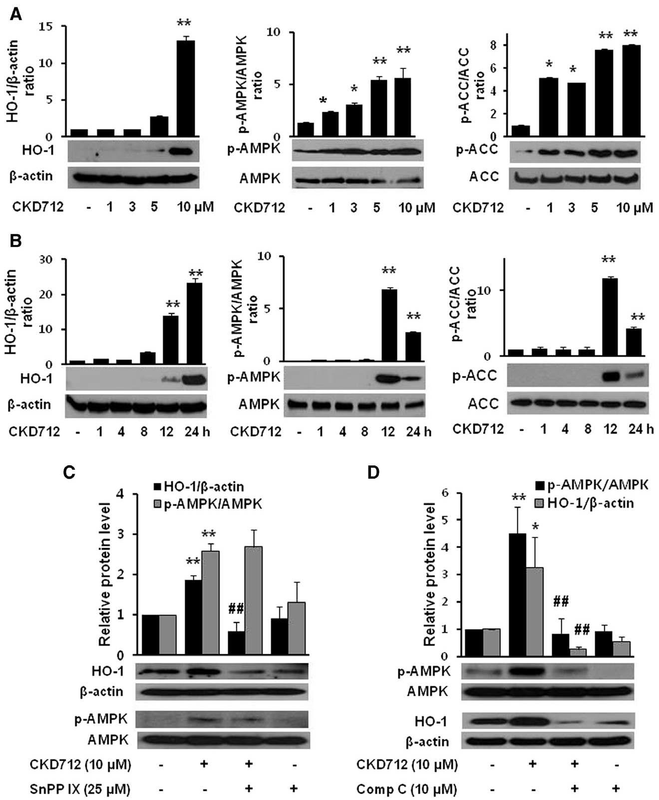 Effect of CKD712 on the HO-1/AMPK protein levels in HDFs. The cells were treated with CKD712 (1, 3, 5 and 10 mM) for 12 h (A) or incubated with CKD712 (10 mM) for different time periods (1, 4, 8, 12 and 24 h) (B). After incubation, the cells were harvested for Western blotting to detect HO-1, p-AMPK and p-ACC. The cells were treated with CKD712 (10 mM), with or without SnPPIX (25 mM) or compound C (10 mM) and incubated for 12 h (C) or 24 h (D). After incubation, the cells were lysed and analysed by Western blotting. The bands of the blots are representative of three independent experiments, with similar results. The data are presented as the mean SD of three independent experiments.