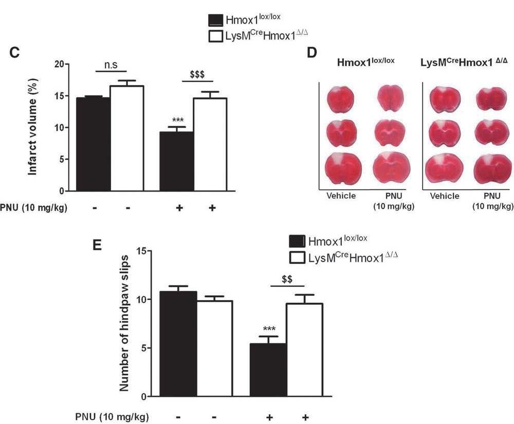 PNU282987 reduces the infarct volume and promotes functional recovery in mice subjected to photothrombotic stroke depending on HO-1 expression.