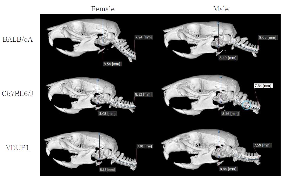 12주령 암수 마우스의 두개골과 경추