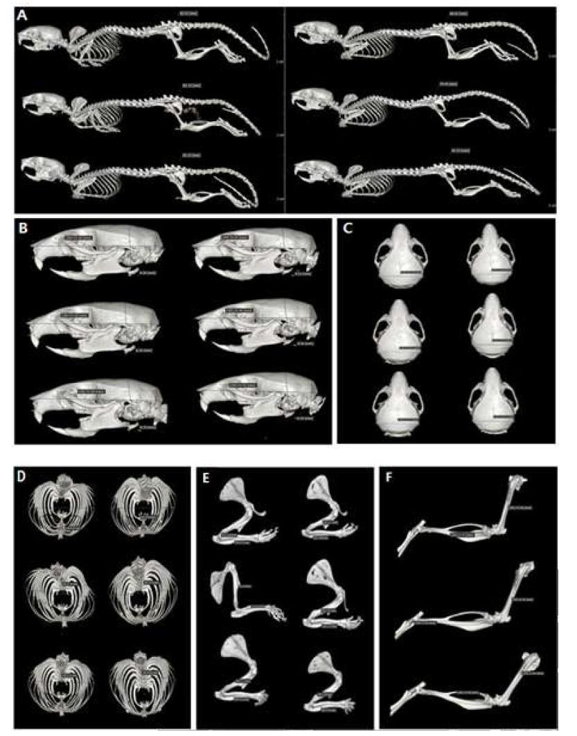 micro-CT images of VDUP1 KO mice