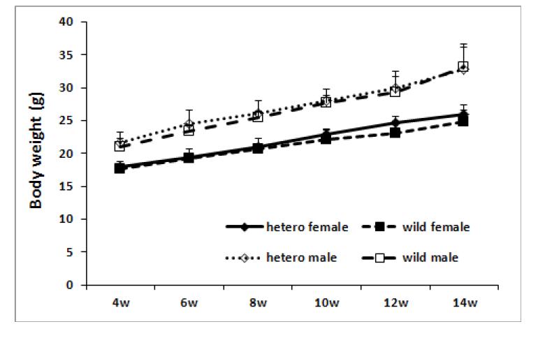 B6.Cg-IFT46 tm1 마우스의 체중변화 그래프