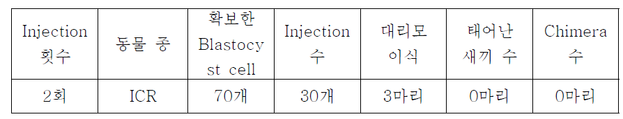 Blastocyst단계의 Wdfy3 cell Injection