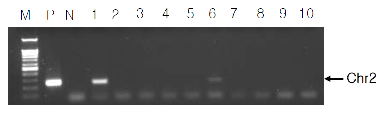 rGnRH- ChR2- EYFP mice genotyping결과