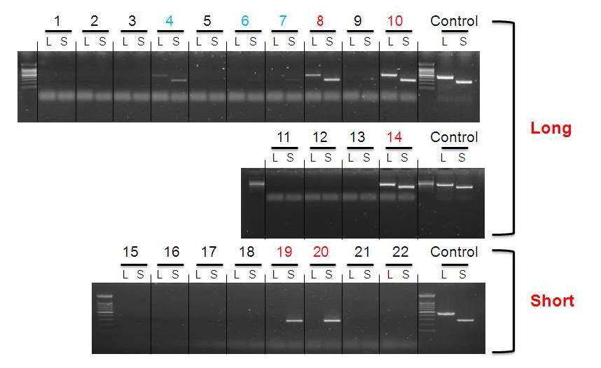 Pvu1 mice genotyping결과