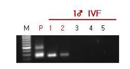 rGnRH- ChR2- EYFP Tg mouse 1♂ IVF후 태어난 동물 Tg확인