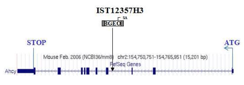 동정된 유전자변이 위치 : Accession: NM_016661