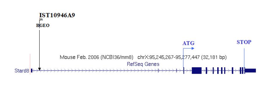 동정된 유전자변이 위치 : Accession: NM_199018