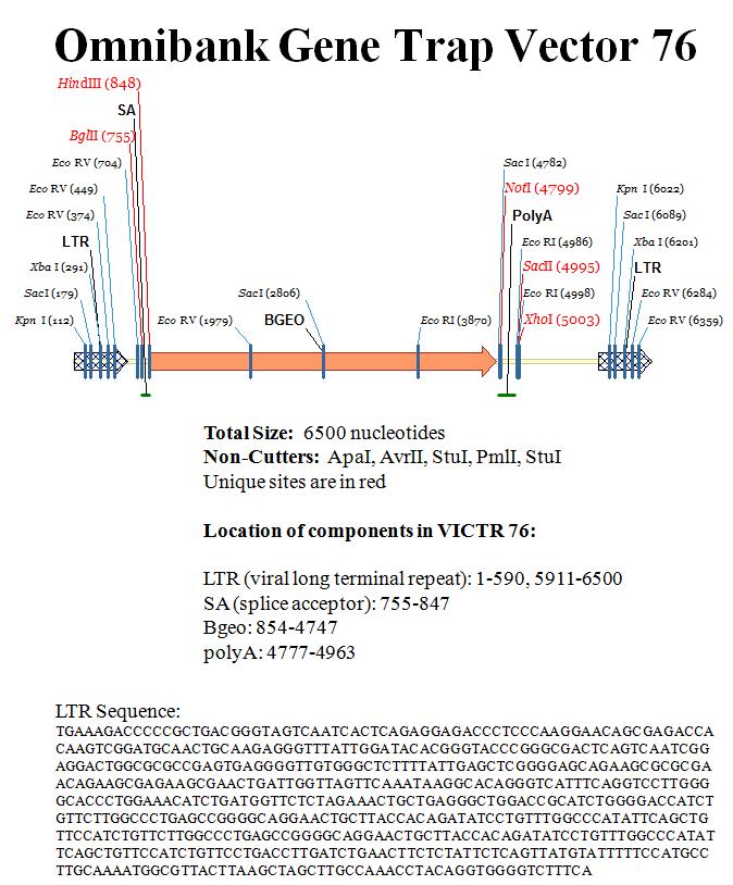 Omnibank Gene Trap Vector 76의 구조