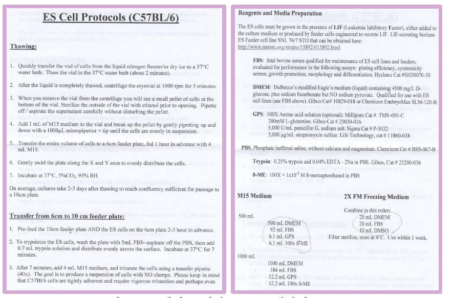 TIGM에서 도입한 ES cell 배양법