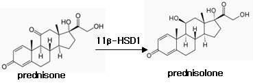 원숭이를 이용한 prednisone challenge에 따른 혈중 prednisolone 측정 시험방법