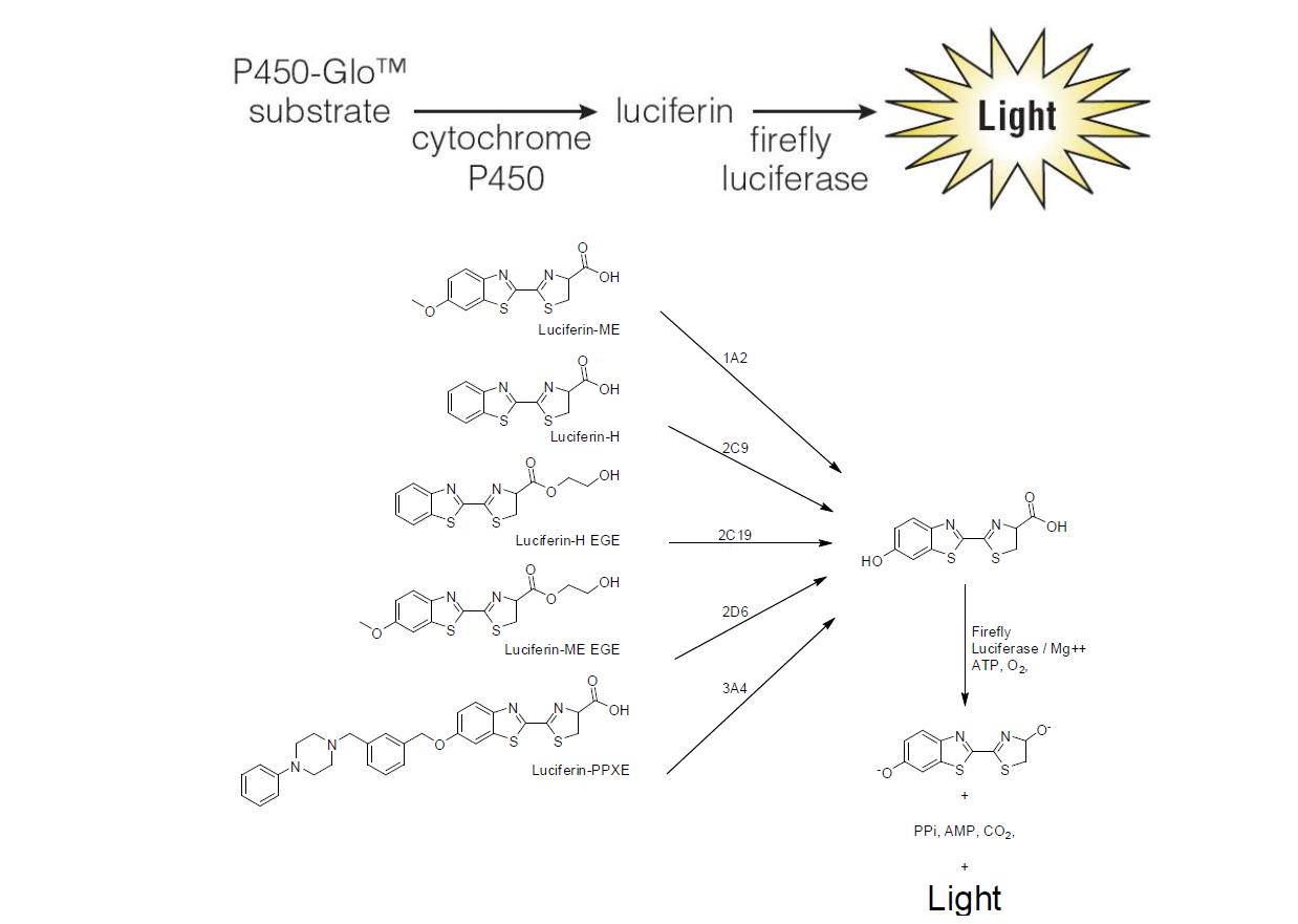 CYP isozyme inhibition assay 방법 및 원리