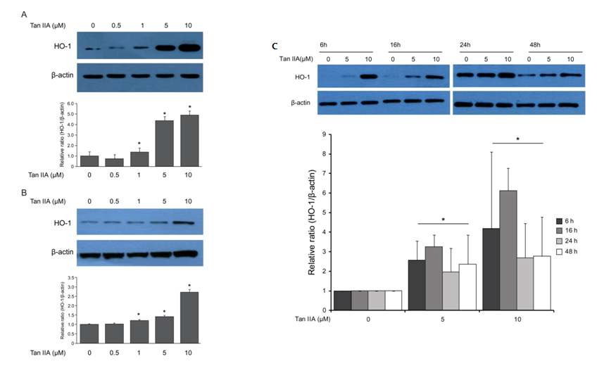 Figure 4. Dose-dependent effect of tanshinone IIA in heme oxygenase (HO)-1 expression in orbital fibroblasts. After incubation of orbital fibroblasts with various concentrations of tanshinone IIA (0-10 μM) for 24 h and then washed twice with PBS. Cell lysates were electrophoresed and probed by Western blot with HO-1 and β-actin specific antibodies. Each data was normalized with each β-actin level, and the relative densities were quantified with a densitometer.