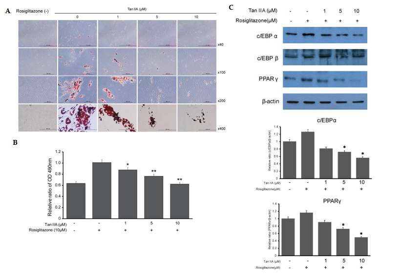 Figure 6. Effect of tanshinone IIA on adipogenesis in Graves’ ophthalmopathy orbital fibroblasts. Tanshinone IIA treatment on the first day of initiation of 10-day adipogenesis in adipogenic media not containing rosiglitazone, or combined rosiglitazone and various concentrations (0-10 μM) of tanshinone IIA.