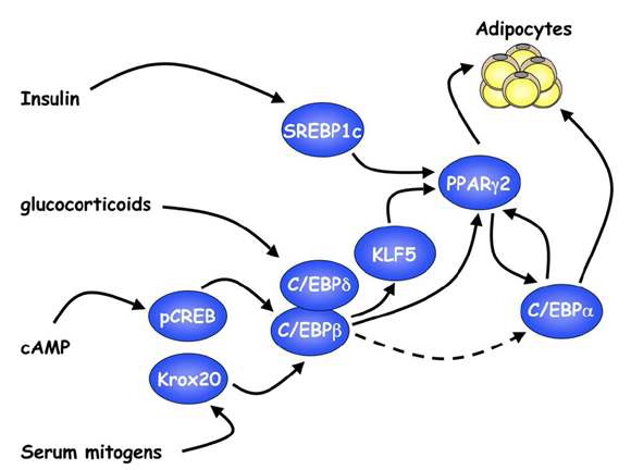 그림 4 지방세포로의 분화에 관여하는 여러 전사인자 : 가장 마지막 step에서 PPARr 가 중심적 역할을 함.