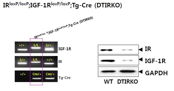 Figure 4. 생후 4주령 수컷 야생형 DTIRKO 생쥐의 genotyping과 인슐린과 IGF-1 수용체 표현의 비교