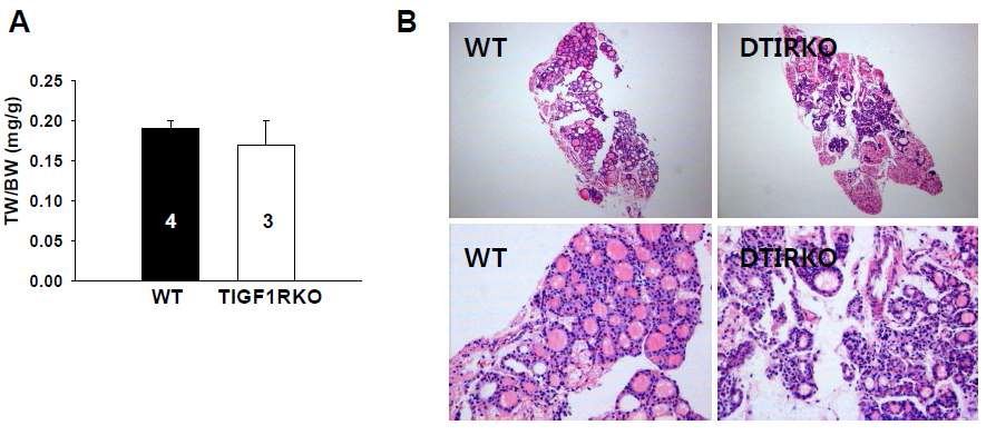 Figure 5. 야생형과 DTIRKO 생쥐에서 갑상선 성장의 비교.