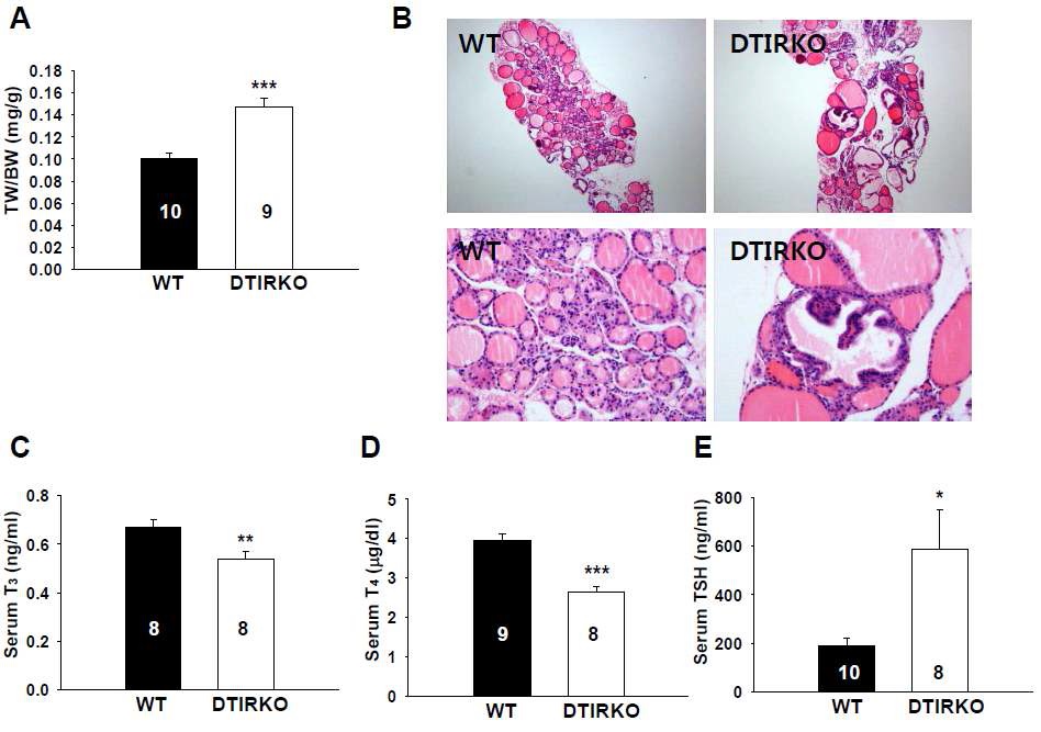Figure 7. 생후 24주령 수컷 야생형과 knockout 생쥐 갑상선의 비교