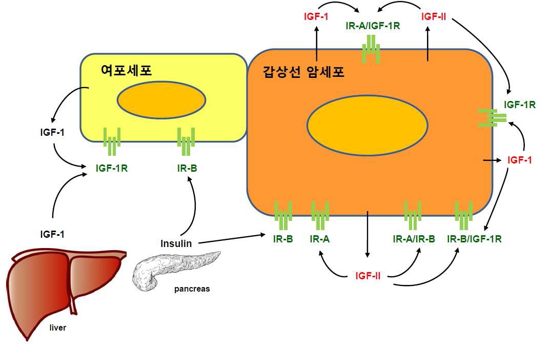 Figure 2. 갑상선암의 발생과 진행에 있어 IGF-1, IGF-II 자가분비와 다양한 인슐린 수용체 isoforms, IGF-1 수용체 및 hybrid 수용체의 역할에 대한 모식도