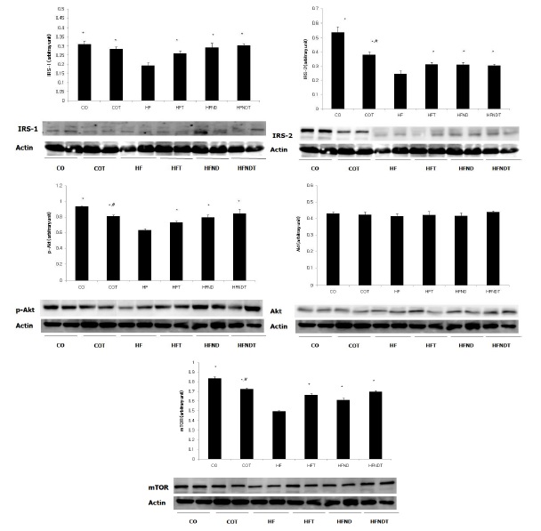 Figure 3. mTOR upstream singaling pathway after 8 weeks exercise and diet control interaction.