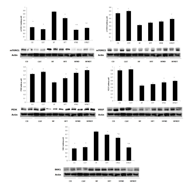 Figure 4. mTOR downstream signaling pathway after 8 weeks exercise and diet control interaction