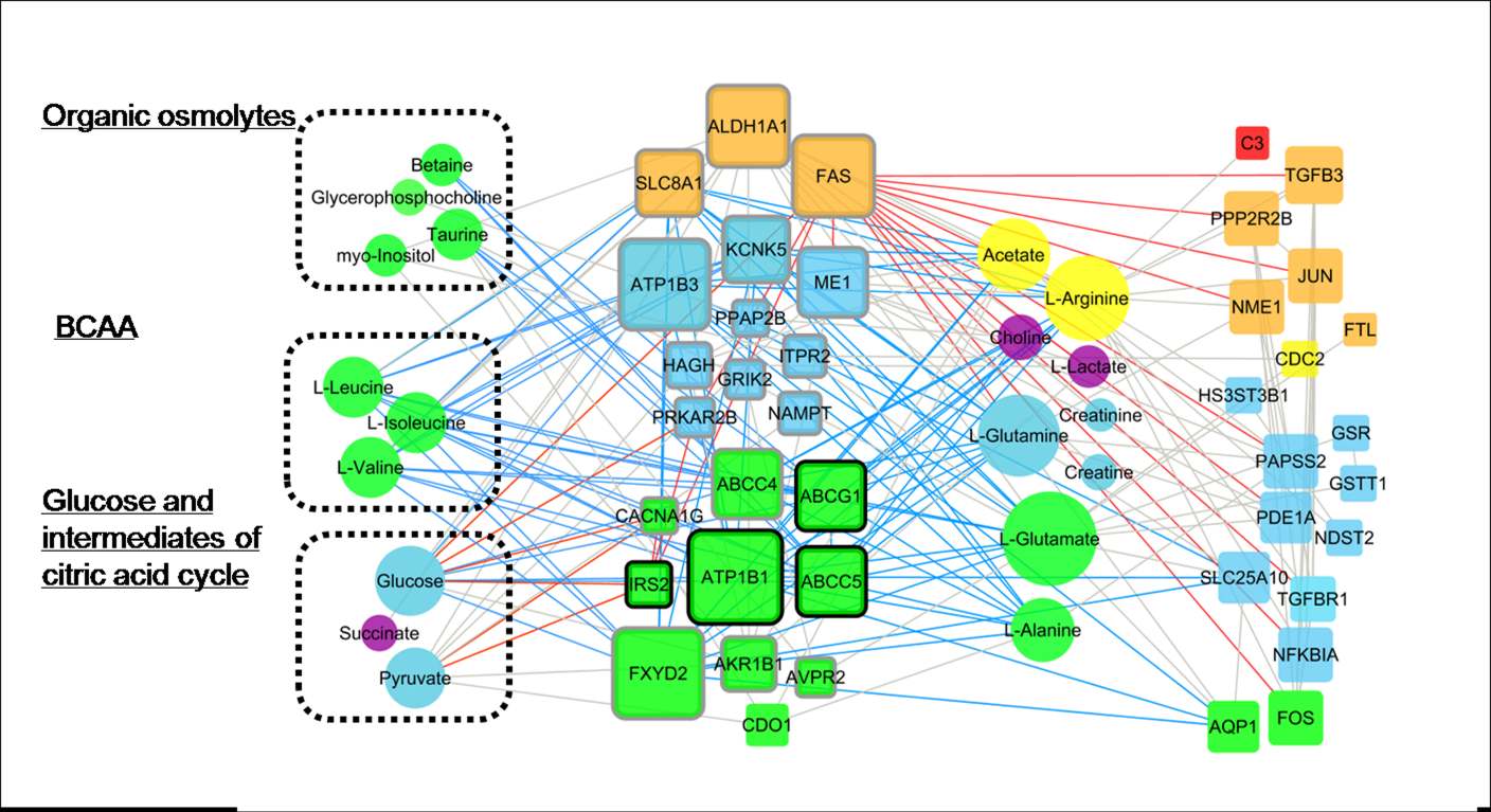 그림. 선택한 31개의 pathway 중, organic osmolytes, Branched chain amino acids(BCAA), Glucose and intermediates of citricacid cycle에 속하는 유전체와 대사체를 총괄적으로 분석하여 연관관계를 알아봄. 그림에서 사각형은 유전체를 나타내며, 원형은 대사체를 의미함.
