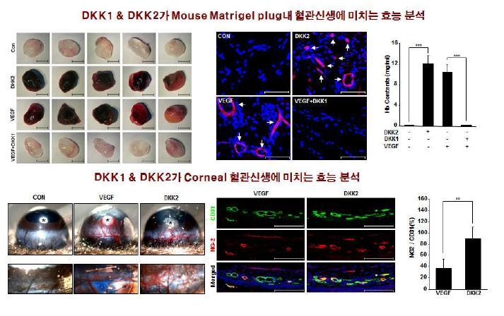동물모델에서 DKK1및 DKK2에 의한 혈관신생조절
