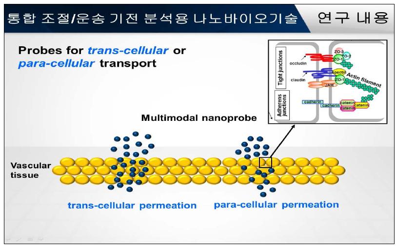 Trans-celluar, para-celluar의 서로 다른 기전을 통해 혈관을 투과하고 있는 나노입자들.