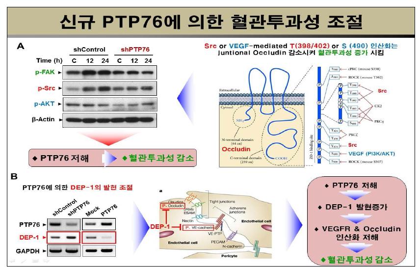 PTP76에 의한 치밀이음부 단백질 인산화 조절