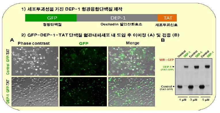 세포투과성 PTP 단백질 제작 및 치밀이음부 단백질 인산화 조절; 기능성 나노입자 유용성 모델 시스템 구축