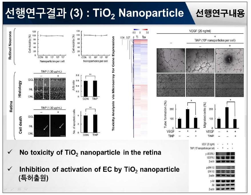TiO2 나노 입자 처리에 의한 망막 조직 독성 및 혈관 망 형성, 이동에 관련된 분석