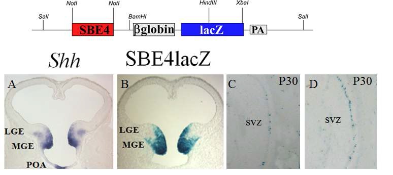 Fig. 3. SBE4, Shh telencephalic enhancer, controls Shh expression in adult SVZ, and its activity is up-regulated after ischemic brain injury. (A) in situ RNA hybridization for Shh at E10.5. (B) X-gal staining in mouse embryos carrying SBE4-lacZ. Compared to controls (C), The number of lacZ+ cells was increased in stroke-induced SVZ (D).