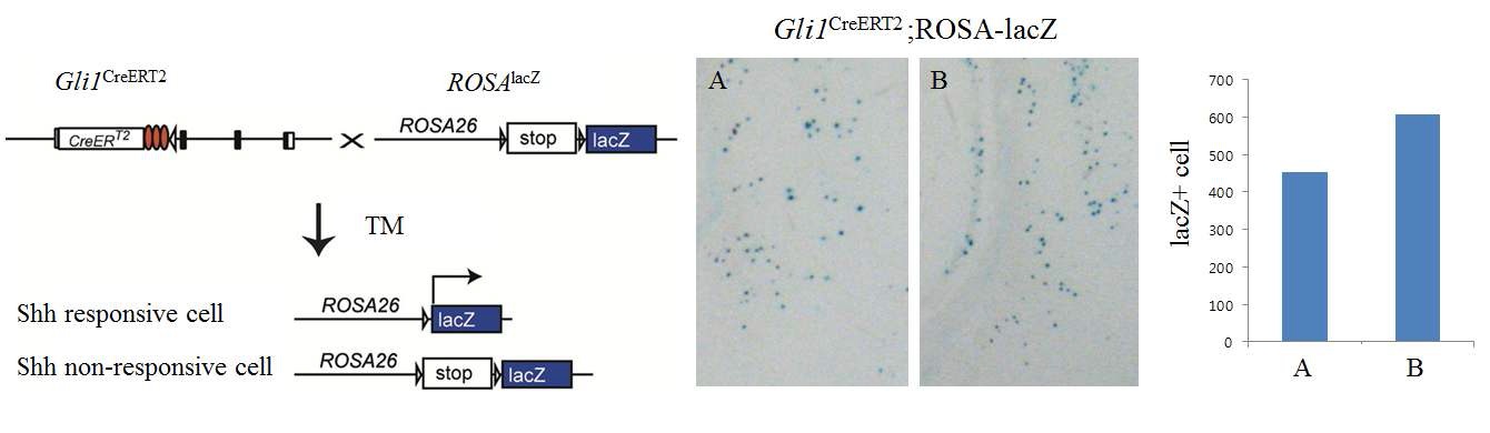 Fig. 5. Lineage tracing of Shh responsive cells in adult SVZ. Tamoxifen was administered at P30 and X-gal staining was performed on coronal sections. Compared to controls, the umber of lacZ+ cells was elevated after ischemic brain injury.