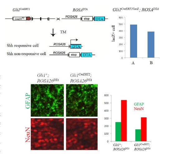 Fig. 6. Analysis of stroke induced SVZ after selective removal of Shh responsive cells. The number of LacZ+ cells was reduced in adult SVZ of Gli1CreERT/lacZ;ROSA26DTA mice. After stroke, co+D213 mpared to controls, NeuN+, GFAP+ cells were not properly generated in Gli1CreERT/lacZ;ROSA26DTA mice.