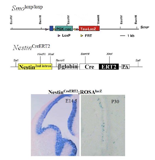 Fig. 7. Inactivation of Shh signaling activity in embryonic and adult brains using conditional Smoloxp/loxp mutant. Variable recombination efficiency of Nestin enhancer-regulated CreERT2 was detected in embryonic and adult brains.