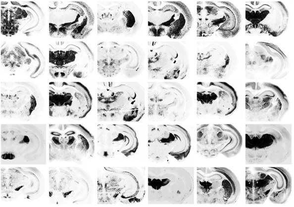 Fig. 10. Spatial expression pattern of Shh-Sox2 common target genes by RNA in situ hybridization