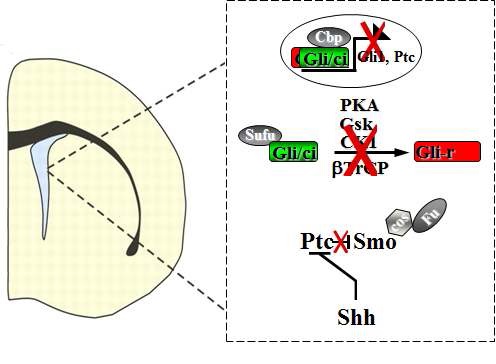 Fig. 1. Shh signaling in adult SVZ.