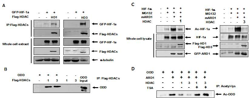 그림 2. HDAC1/3와 HIF-1α의 결합이 HIF-1α의 안정성에 미치는 영향