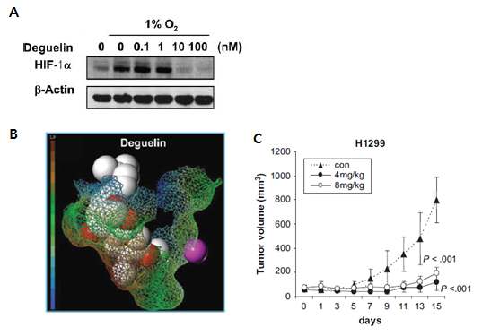 그림 3. Deguelin의 Hsp90 저해를 통한 HIF-1α 분해 효과