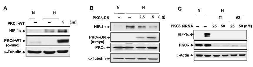 그림 6. PKCδ가 HIF-1α의 안정성에 미치는 영향