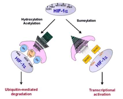 그림 7. HIF-1α의 전사 후 변형에 의한 안정성 조절