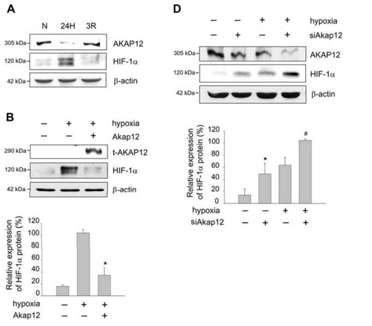 그림 8. 저산소 조건에서 배양시 AKA12의 HIF-1a 와의 상호작용