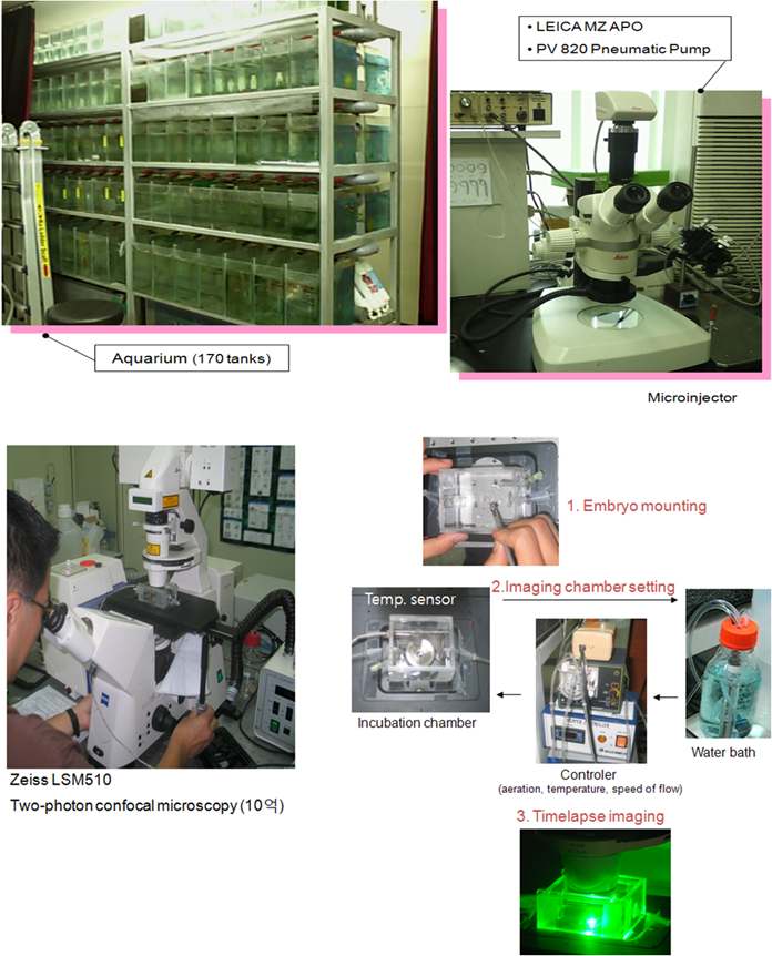 그림 12. 구축된 제브라피쉬 대량사육 시설와 live imaging system