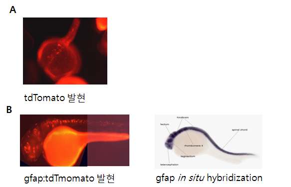 그림 13. 제브라피쉬 배아에서 형광단백질(tdTomato)의 발현과 gfap 프로모터를 이용한 transient expression 조사