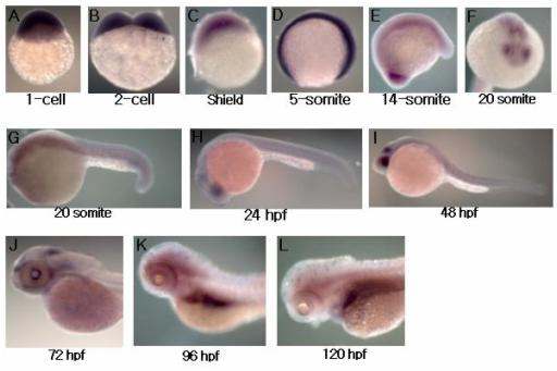그림 14. 제브라피쉬 발생단계에서 ARD1 유전자의 발현