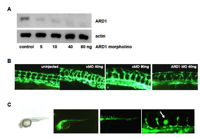 그림 15. ARD1 단백질이 제브라피쉬의 혈관발생에 미치는 영향