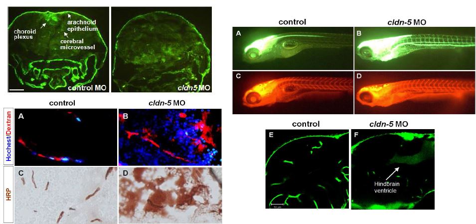 그림 20. Claudin-5 결손 제브라피쉬에서 뇌장벽의 기능 이상