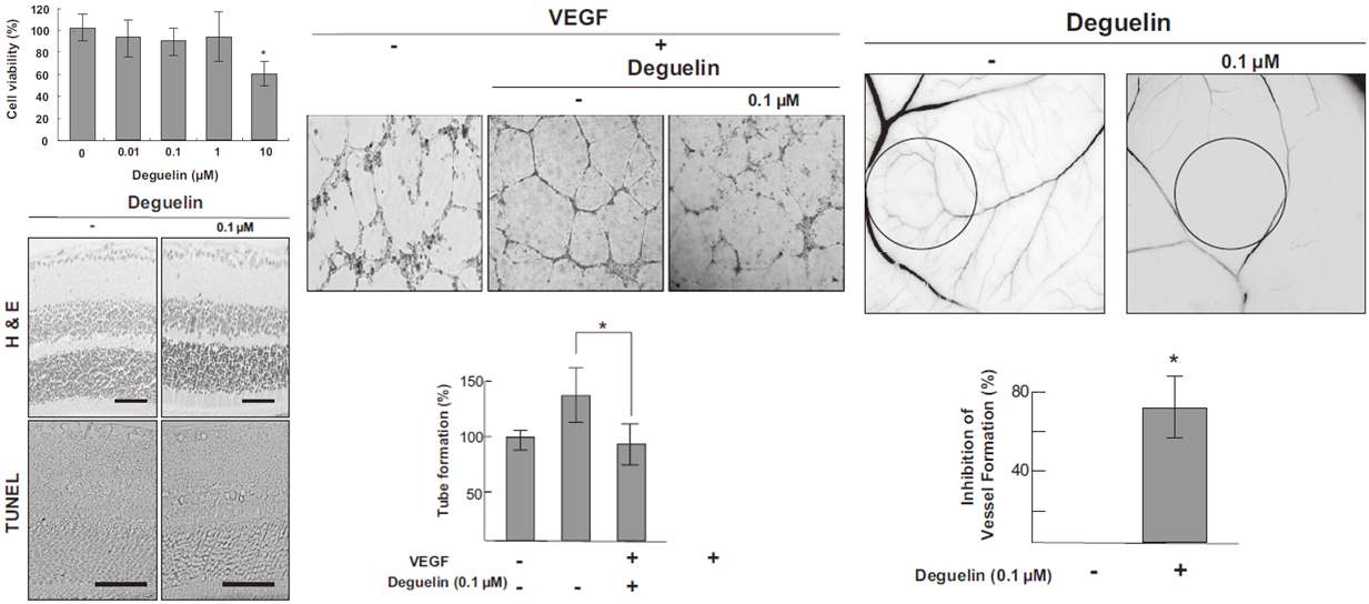 그림 25. Deguelin에 의한 혈관신생억제
