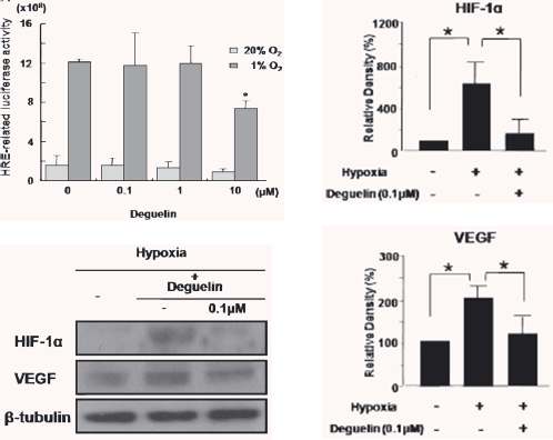 그림 27. Deguelin에 의한 HIF-1α의 조절