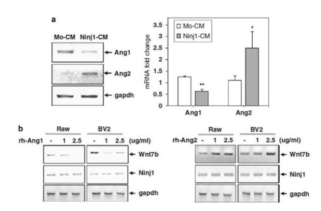 그림 29. Ninjurin-1에 의한 Ang-1, Ang-2 및 Wnt7b의 조절