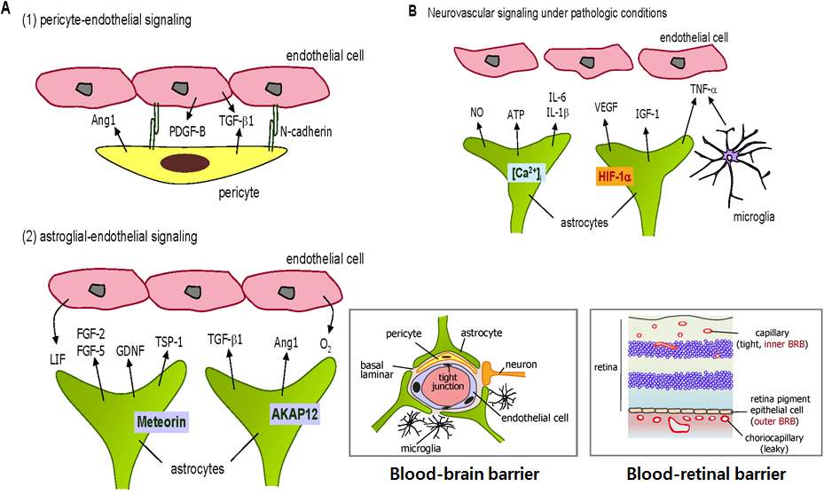 그림 30. 신경-혈액관문의 종류와 생리 및 병리 상황에서의 세포간 상호작용